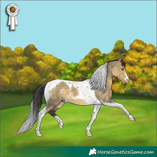 Horse Color:Buckskin Dun Tobiano 