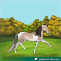 Horse Color:Sable Champagne Dun Tobiano 