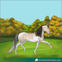 Horse Color:Sable Champagne Dun Tobiano