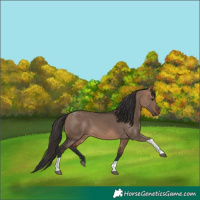 Horse Color:Bay Dun Tobiano