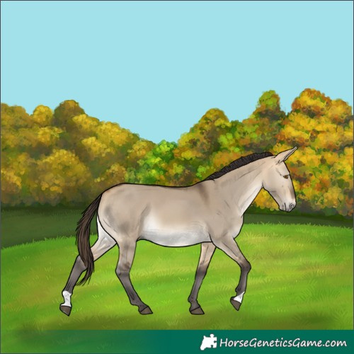 Horse Color:Buckskin Dun