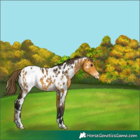 Horse Color:White Spotted Buckskin Appaloosa 