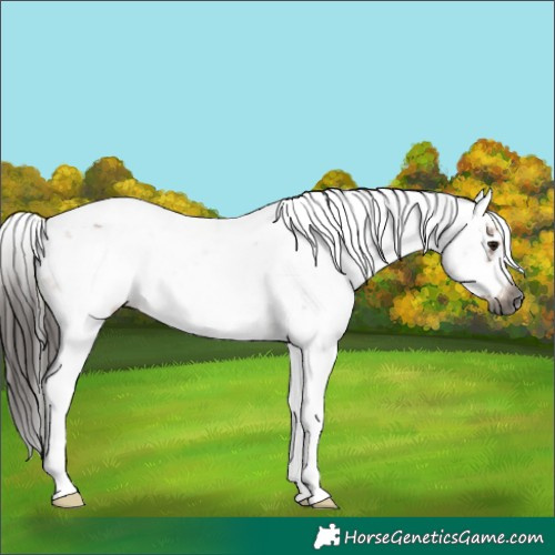 Horse Color:Gray Bay Ice Sabino Frame 