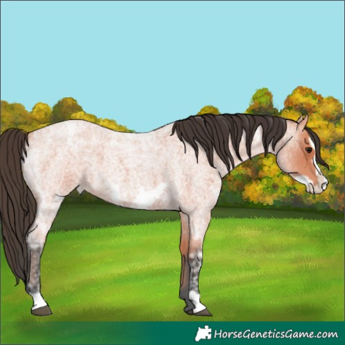 Horse Color:Bay Ice Roan Frame 