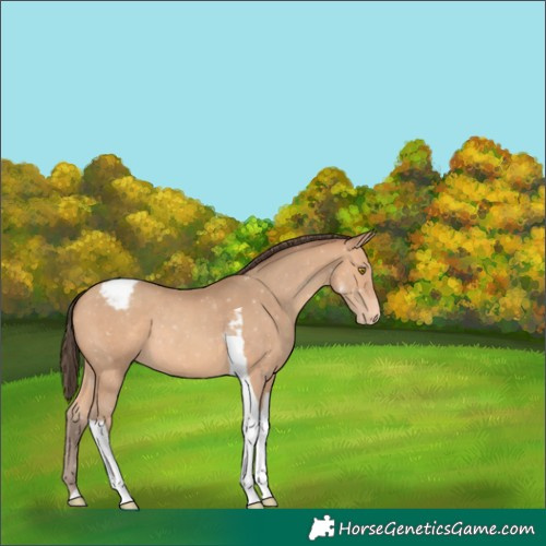 Horse Color:Amber Champagne Tobiano Varnish