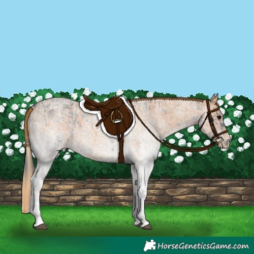 Horse Color:White Spotted Blue Roan Rabicano  and White Spotted Red Roan Rabicano 