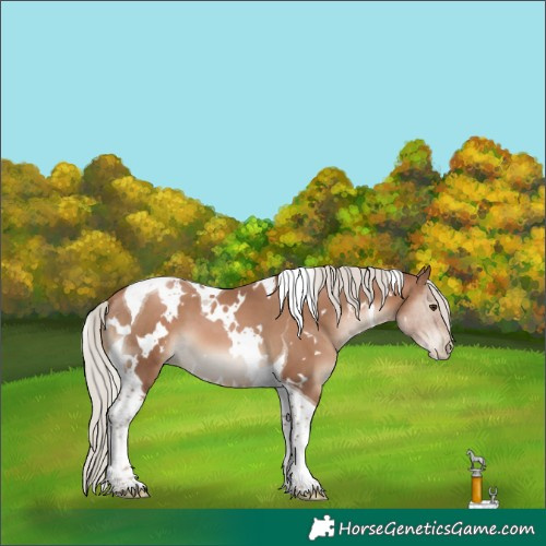Horse Color:White Spotted Silver Black Pearl Tobiano
