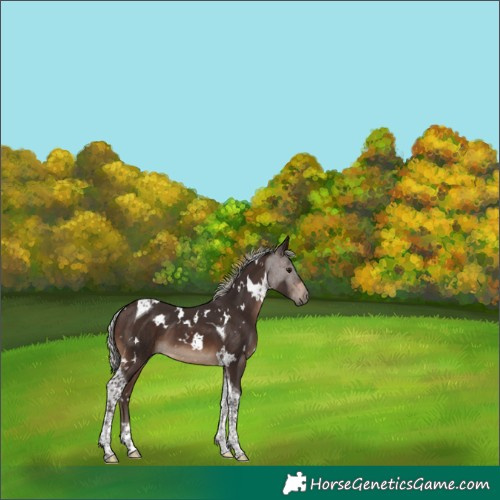 Horse Color:White Spotted Silver Brown Tobiano 