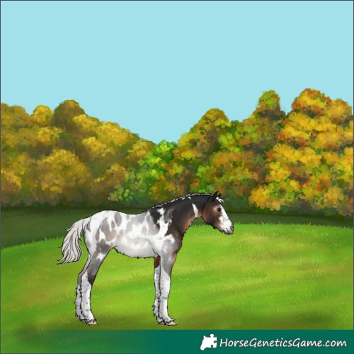 Horse Color:Gray White Spotted Silver Brown Mushroom Tobiano Blanket 