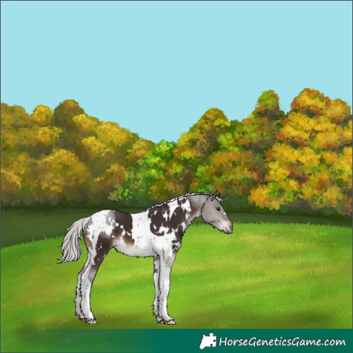 Horse Color:White Spotted Silver Brown Mushroom Tobiano 