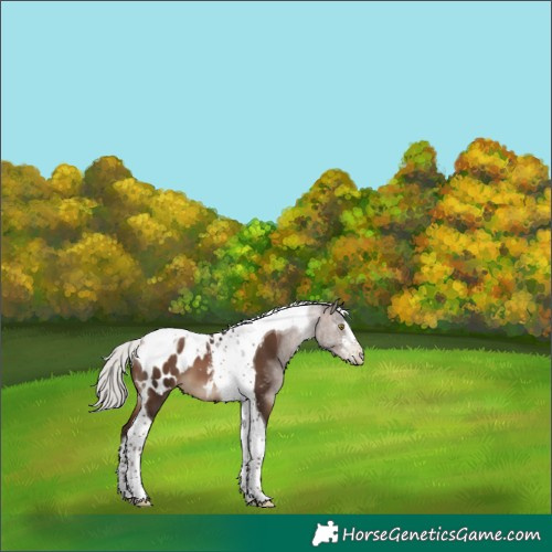 Horse Color:Gray White Spotted Silver Brown Pearl Mushroom Tobiano Appaloosa 