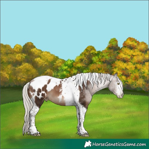 Horse Color:Gray White Spotted Silver Brown Pearl Mushroom Tobiano Appaloosa 