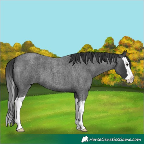 Horse Color:Blue Roan Splash 