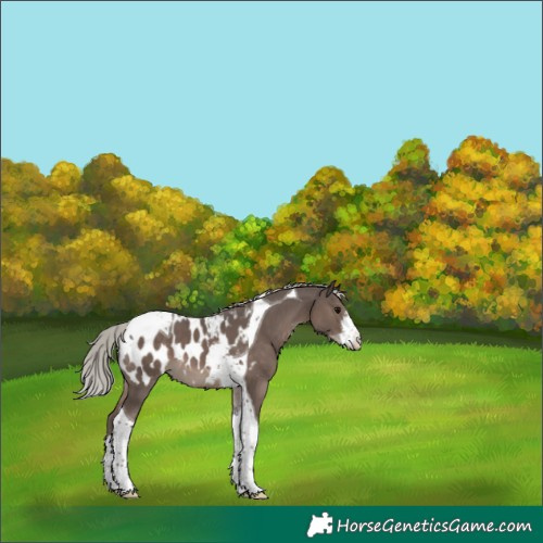 Horse Color:White Spotted Silver Black Tobiano Appaloosa 