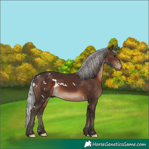 Horse Color:White Spotted Silver Brown Rabicano 