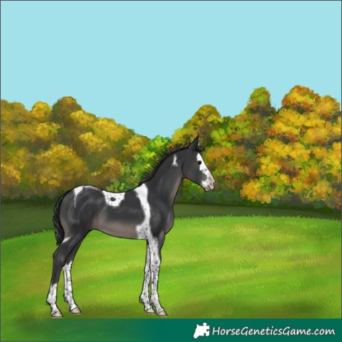 Horse Color:Black Mushroom Splash Tobiano 