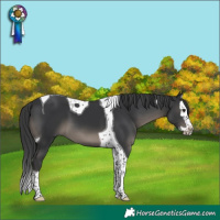 Horse Color:Black Mushroom Splash Tobiano 