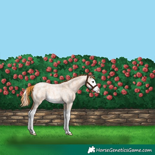 Horse Color:Red Roan Splash Rabicano 