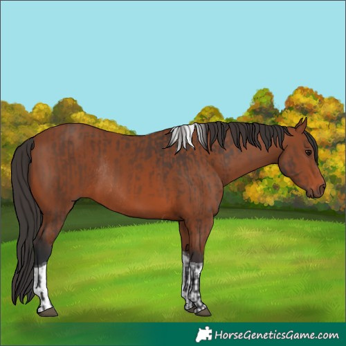 Horse Color:Bay Rabicano and Bay Tobiano Rabicano