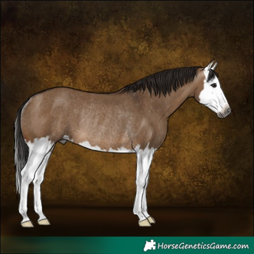 Horse Color:Gray Bay Dun Splash Rabicano