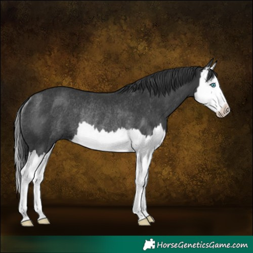 Horse Color:Black Splash Rabicano 