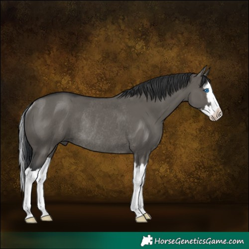 Horse Color:Grullo Splash Rabicano
