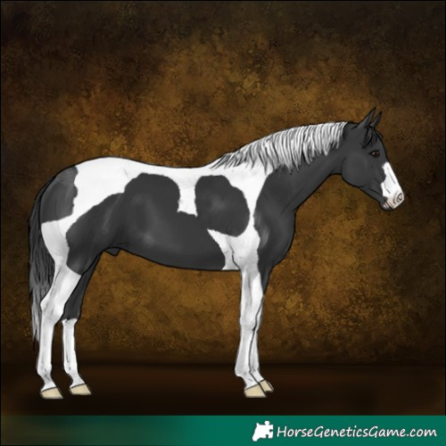 Horse Color:Black Tobiano