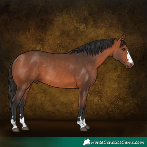 Horse Color:Bay Rabicano