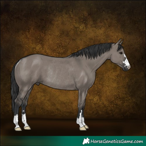 Horse Color:Grullo Rabicano