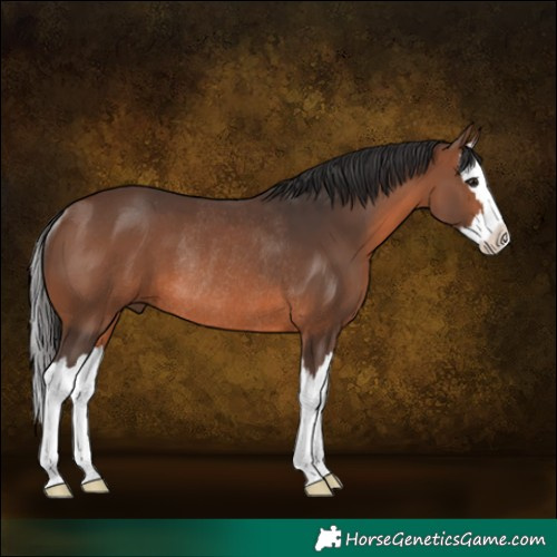 Horse Color:Brown Splash Rabicano