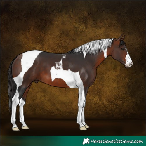 Horse Color:Bay Tobiano 