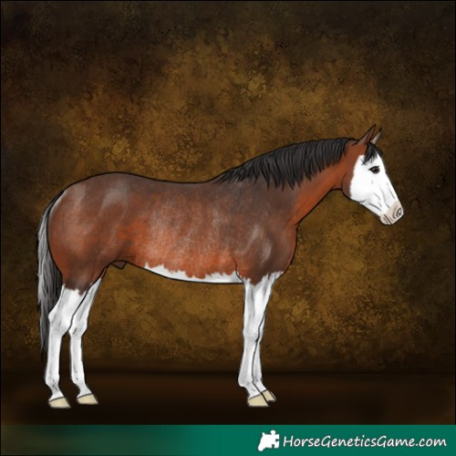 Horse Color:Brown Splash Rabicano
