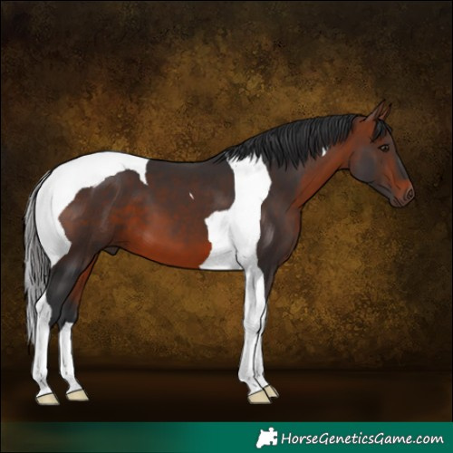 Horse Color:Bay Tobiano