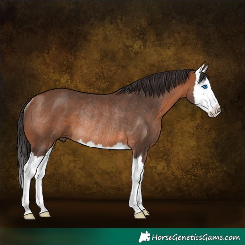 Horse Color:Bay Splash Rabicano 