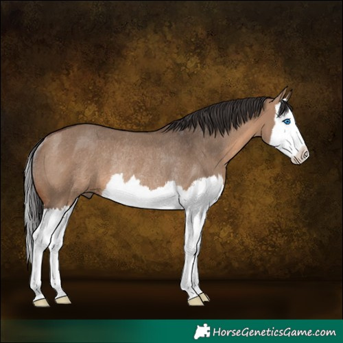 Horse Color:Brown Dun Splash Rabicano 