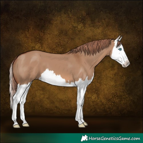 Horse Color:Red Dun Splash 