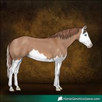 Horse Color:Red Dun Splash 