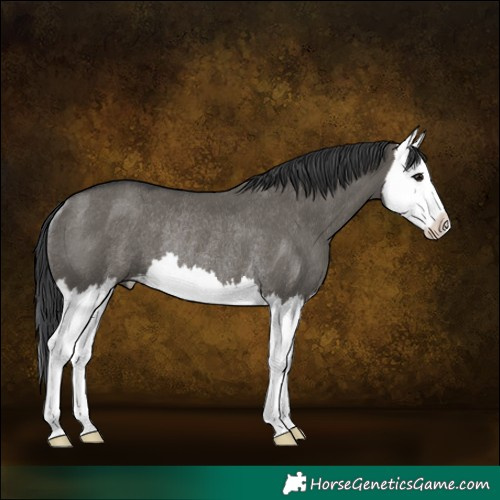 Horse Color:Grullo Splash Rabicano