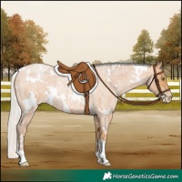 Horse Color:White Spotted Silver Bay Roan Pearl 