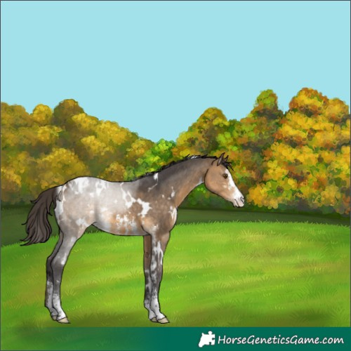 Horse Color:Unknown 