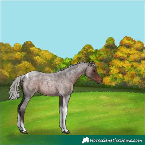 Horse Color:Unknown 