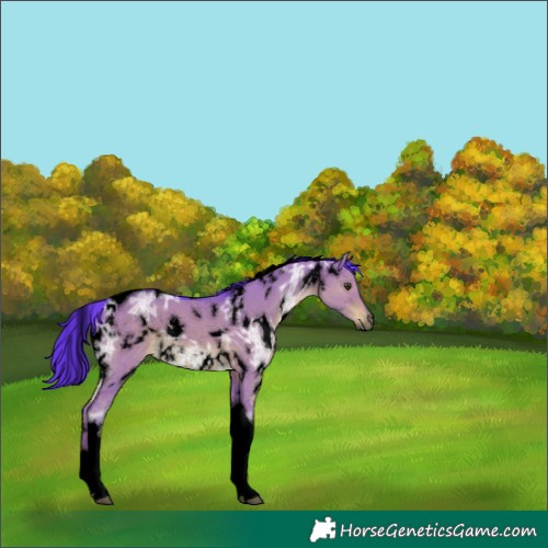 Horse Color:Unknown 