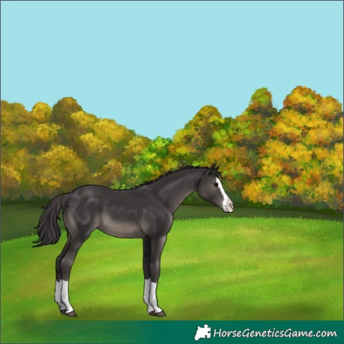 Horse Color:Unknown 