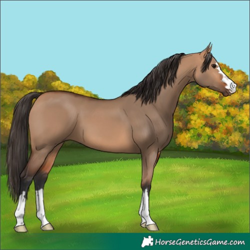 Horse Color:Bay Dun 