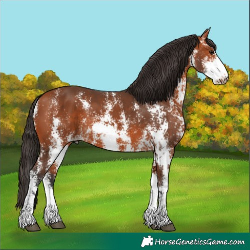 Horse Color:Bay Sabino 