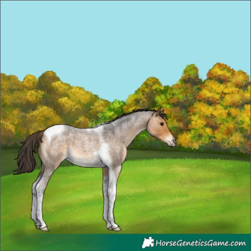 Horse Color:Unknown 