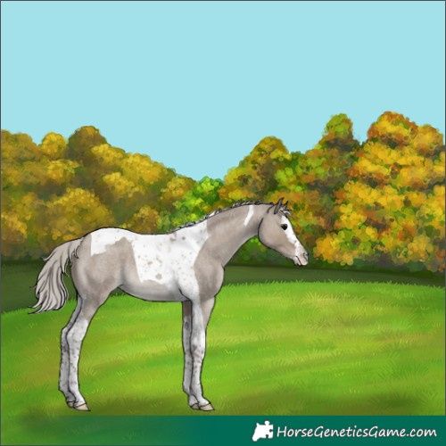 Horse Color:Unknown 