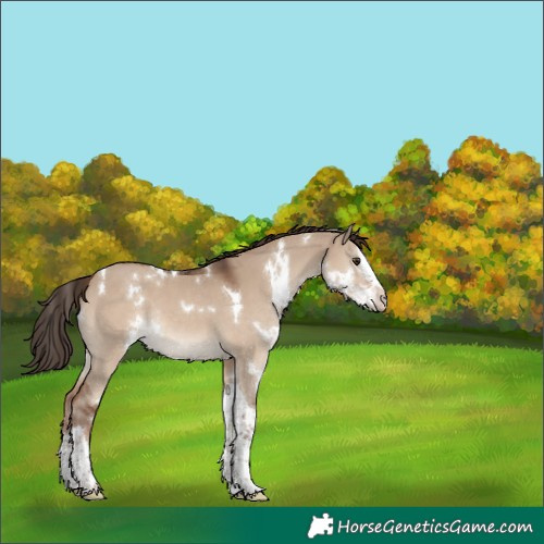 Horse Color:Unknown 