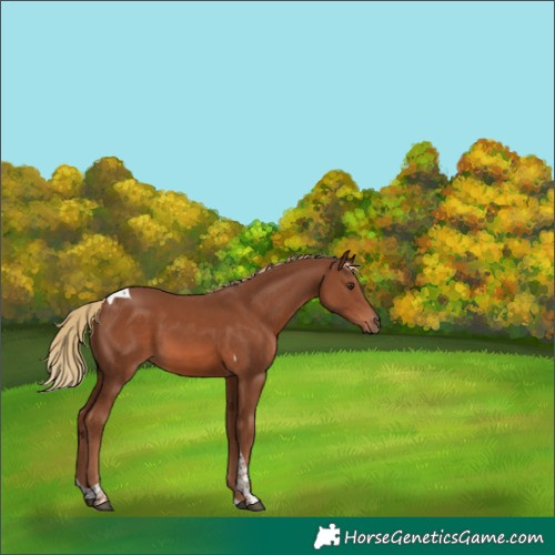 Horse Color:Unknown 
