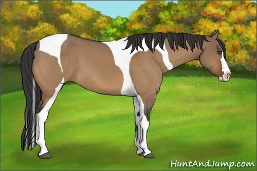 Horse Color:Unknown 